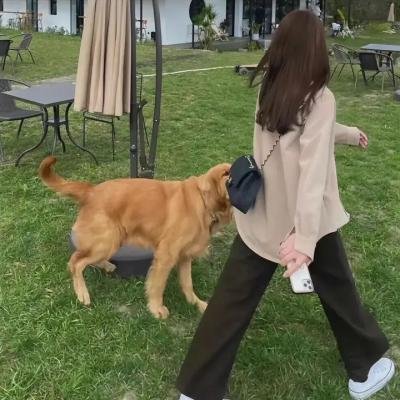 花心大少满堂春